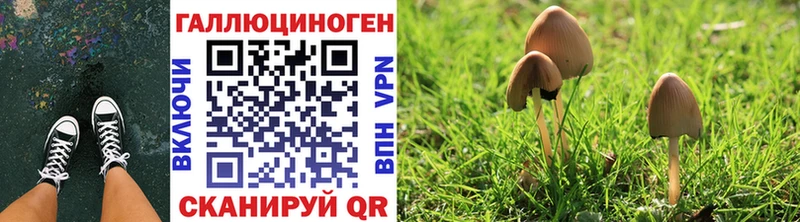 Купить где  Поворино  Галлюциногенные грибы Psilocybine cubensis 